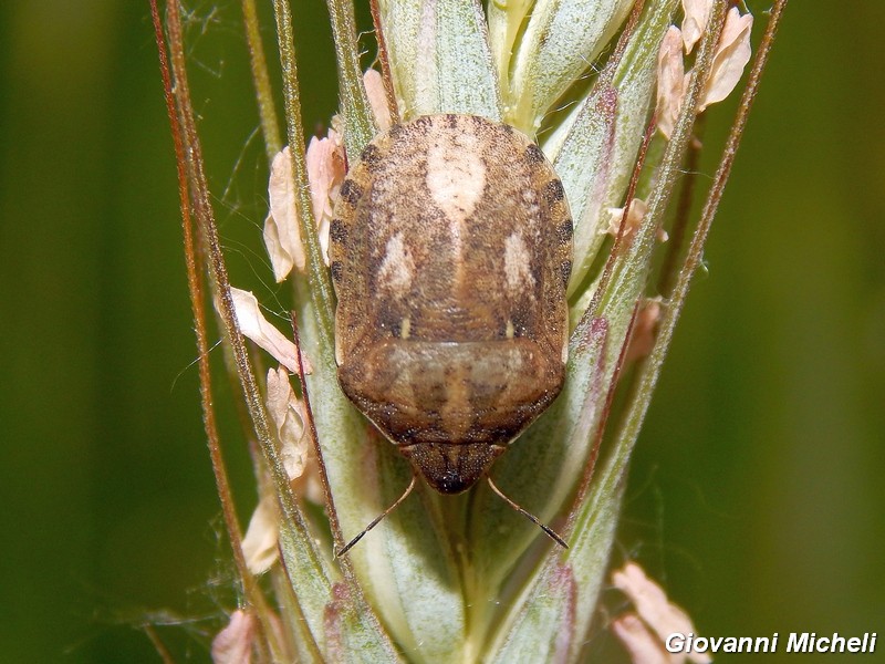 Scutelleridae: Eurygaster maura della Lombardia (VA)